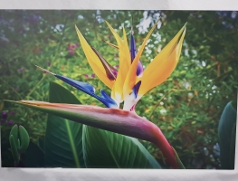 Bird of Paradise on aluminium composite panel