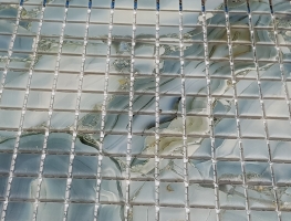 Digital Printed Marble Effect on Mosaic Tiles by Diverse Grafik Design
