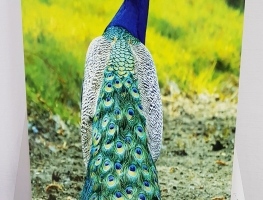 Peacock Image Digital Printed on Ceramic Tile 2 by Graphic Glass Services Qld