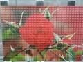 Digital Printed Red Rose on Mosiac Tiles by Graphic Glass Services Qld