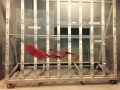 Chilli Splashback - unpainted by Graphic Glass Services Qld