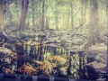 Digitally Printed Creek Image to Glass by Graphic Glass Services Qld