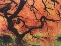 Vibrant Autumn Tree Digitally Printed Panel by Graphic Glass Services Qld