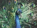 Stunning Peacock Digitally Printed Panel by Graphic Glass Services Qld