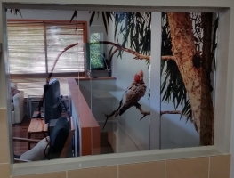 Galah-Printed-Laminated-Oct-2016