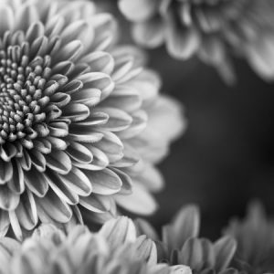Black & white Flower