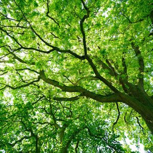 Mighty Oak Tree